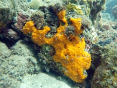 Yellow Boring Sponge